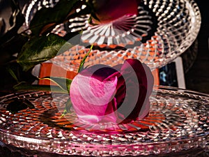 Red rose on a crystal tray with water droplets. Flower of love.