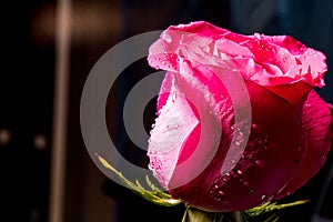 Red rose on a crystal tray with water droplets. Flower of love.