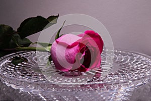 Red rose on a crystal tray with water droplets. Flower of love.