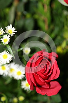 Red rose and daisy flowers