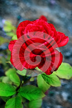 Red rose on a dark background