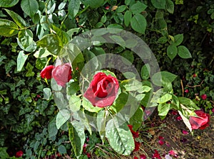 Red rose with green leaf background