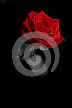 Red rose from the darkness