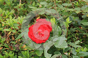 RED ROSE AT DELO PARK photo
