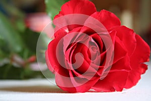 Red rose on a desk