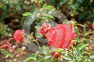 Red rose detail