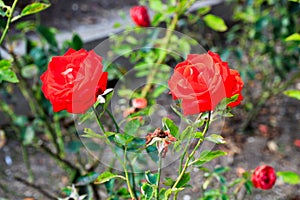 Red rose detail