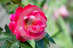 Red rose detail on blurred background