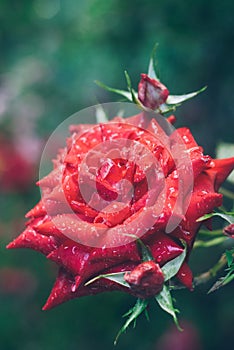 Red rose in the dew close-up, Photo with shallow depth of field, flower garden,