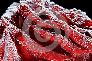 Rosa roja Rocío gotas sobre el negro. preparación de postales 