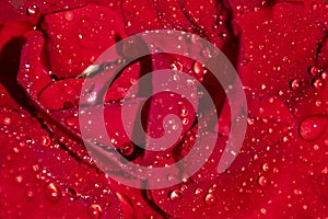 Red rose dew drops close up petals
