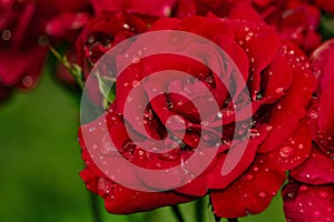Red rose dew drops close up petals