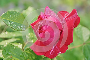 Red rose with dew drops at green outdoors