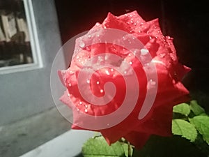 Red rose with dew drops on petals image taken in night time in india