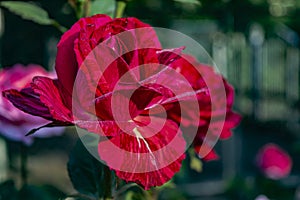 Red rose with dew drops on the petals on a sunny summer morning close-up