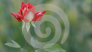 Red Rose with dew drops swinging in the wind
