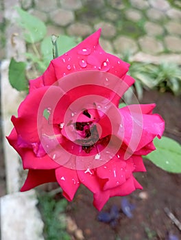 red rose with dew water with blur background