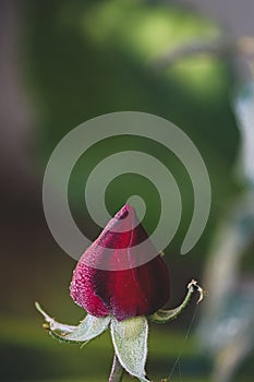 Red rose with dewdrops