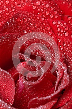 Red rose dewdrops