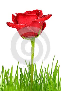 Red rose with dewy green grass