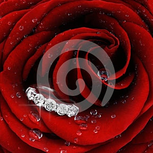 Red rose with diamond ring closeup