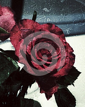 a red rose with digitalart photo