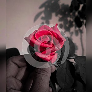 Red Rose Display Profile