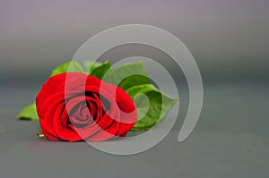 Red rose on a drey background
