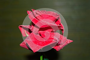 red rose with droplets