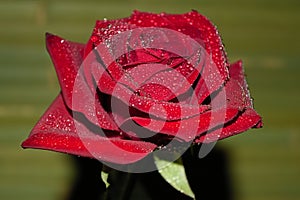 red rose with droplets