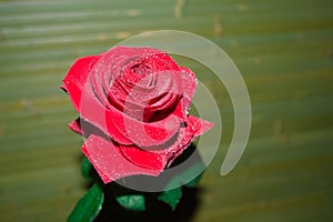 red rose with droplets