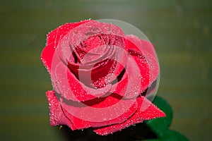 red rose with droplets