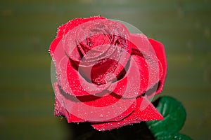 red rose with droplets