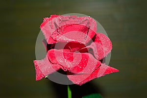 red rose with droplets