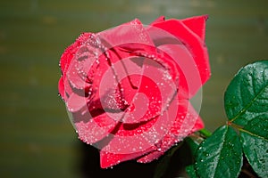 red rose with droplets