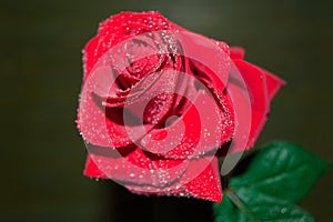 red rose with droplets