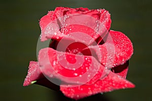 red rose with droplets