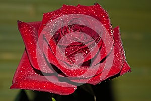 red rose with droplets