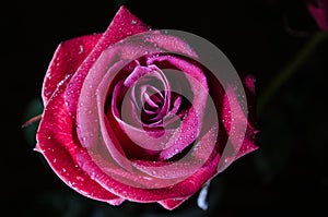 Red rose with drops of dew on black background.