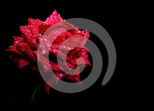 Red rose drops dew isolated