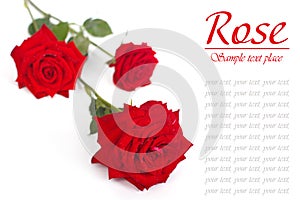 Red rose with drops of dew isolated on white background.