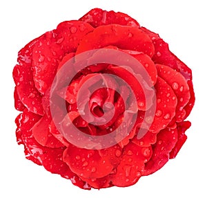 Red rose with drops of dew on a white isolated background_