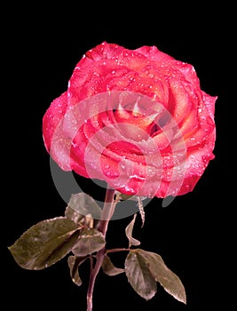 Red rose with drops isolated