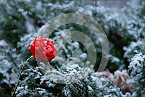 Red rose with drops in the snow