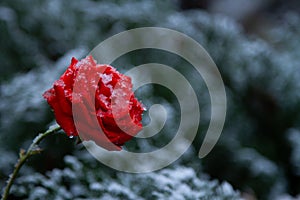 Red rose with drops in the snow