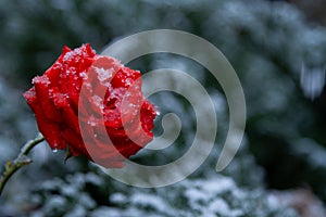 Red rose with drops in the snow