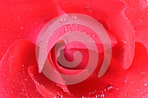 Red rose with drops of water closeup.