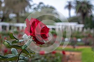 Red rose at El Rosedal Rose Park at Bosques de Palermo Palermo Woods - Buenos Aires, Argentina