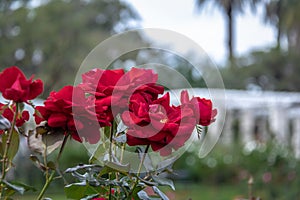 Red rose at El Rosedal Rose Park at Bosques de Palermo Palermo Woods - Buenos Aires, Argentina