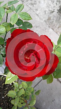 Rosa roja de Rocío en manana 